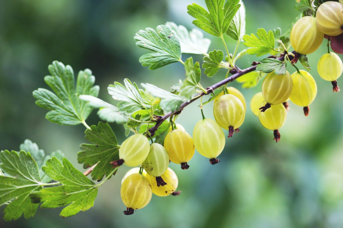 Indian Gooseberry or Amla used in EltheCook Readymade Tadka (Tempered SPice blends). Shipping worldwide