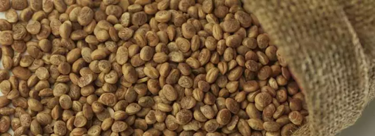 Charoli or Chironji Seeds used in EltheCook Readymade Tadka (Tempered SPice blends). Shipping worldwide