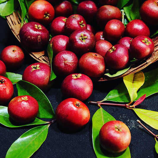 Kokum or Mangosteen used in EltheCook Readymade Tadka (Tempered SPice blends). Shipping worldwide