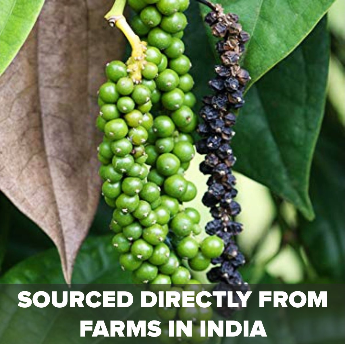 Black Peppercorns 100gm