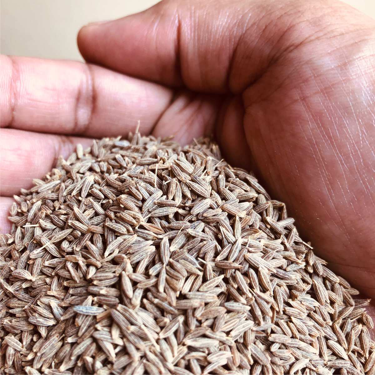jeera, jeera seeds, cumin seeds, indian jeera seeds, indian cumin seeds, premium quality cumin seeds, aromatic cumin seeds, best quality cumin seeds,Elthecook buy online, shipping worldwide
