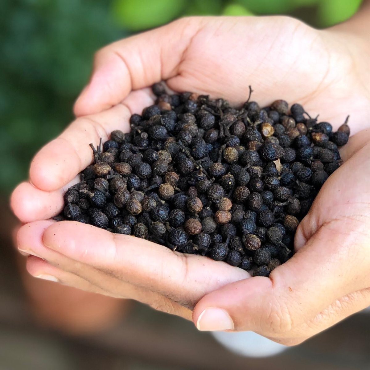 Cubeb , cubeb pepper, best quality Cubeb , premium Cubeb , Kababchini , premium quality Kababchini , aromatic spice,cubeb berries, Elthecook buy online, shipping worldwide
