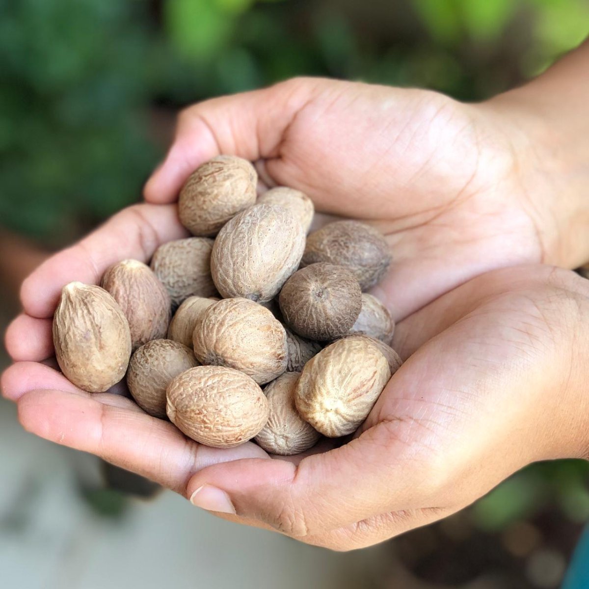 nutmeg,spice,Myristica,indian spices,Elthecook buy online, shipping worldwide