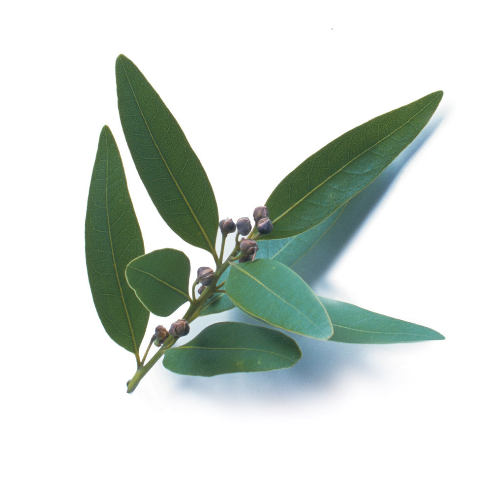 Bay leaf used in EltheCook Readymade Tadka (Tempered SPice blends). Shipping worldwide