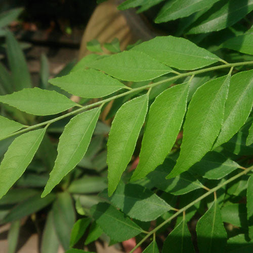 Curry leaves used in EltheCook Readymade Tadka (Tempered SPice blends). Shipping worldwide