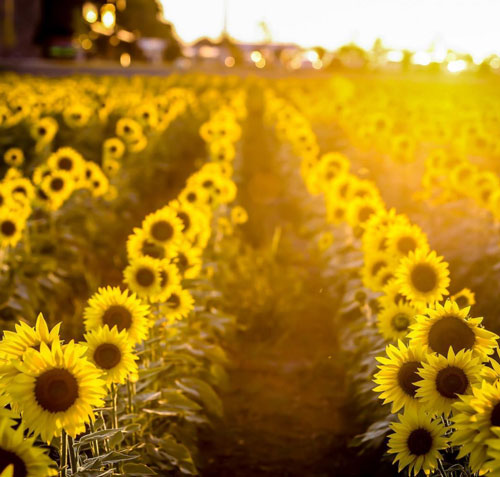 Know Your Oils - Sunflower Oil